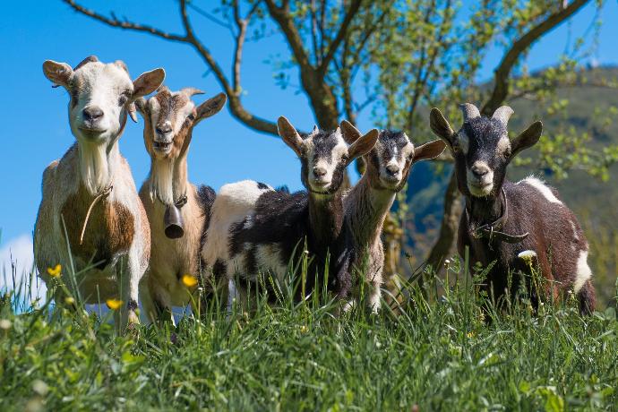 Whole Canadian Goat Milk